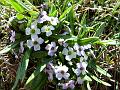 Ladakh Rock-Cress